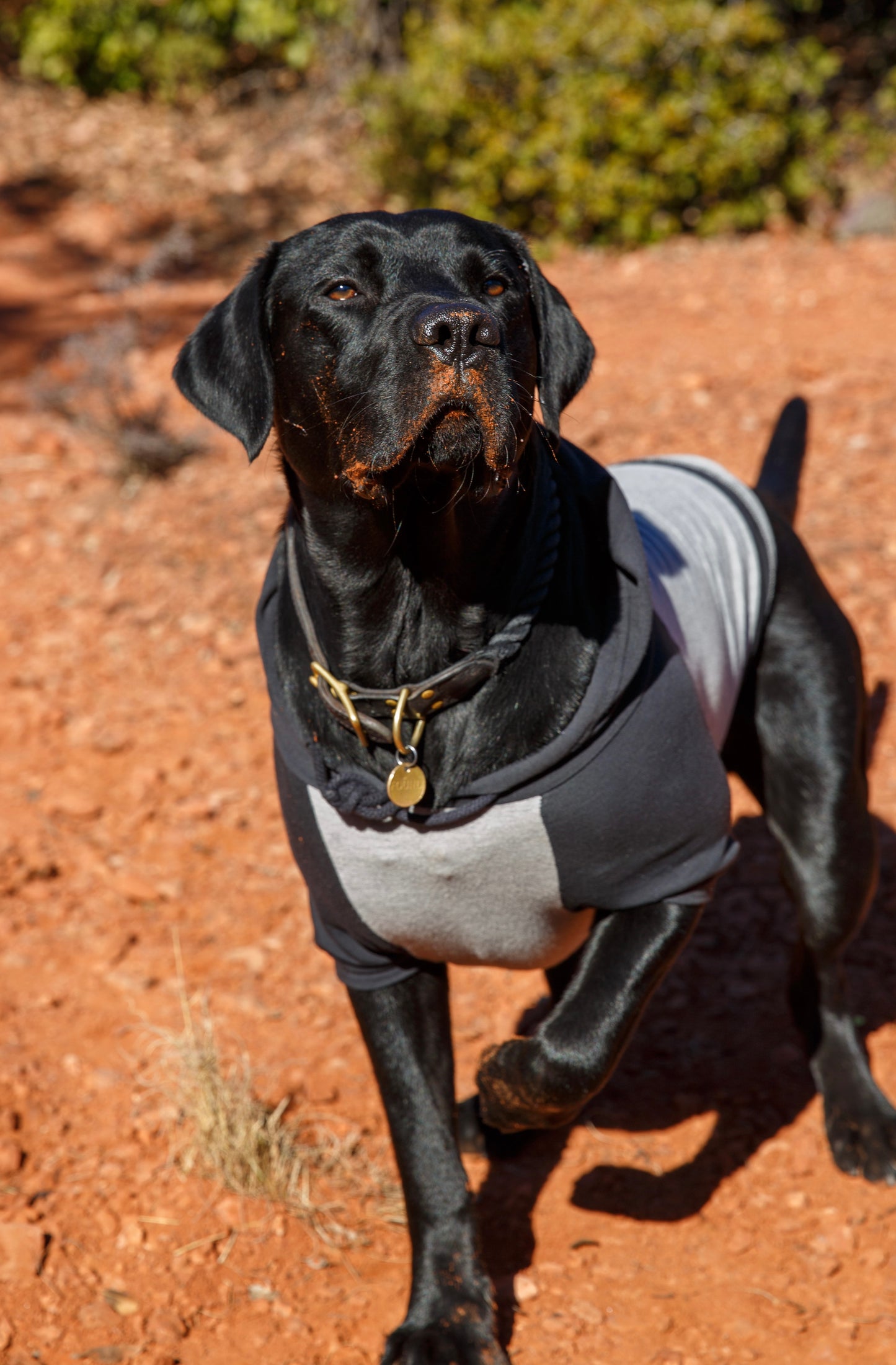 DOG HOODIE SOUTHPAW - HEATHER GREY/BLACK