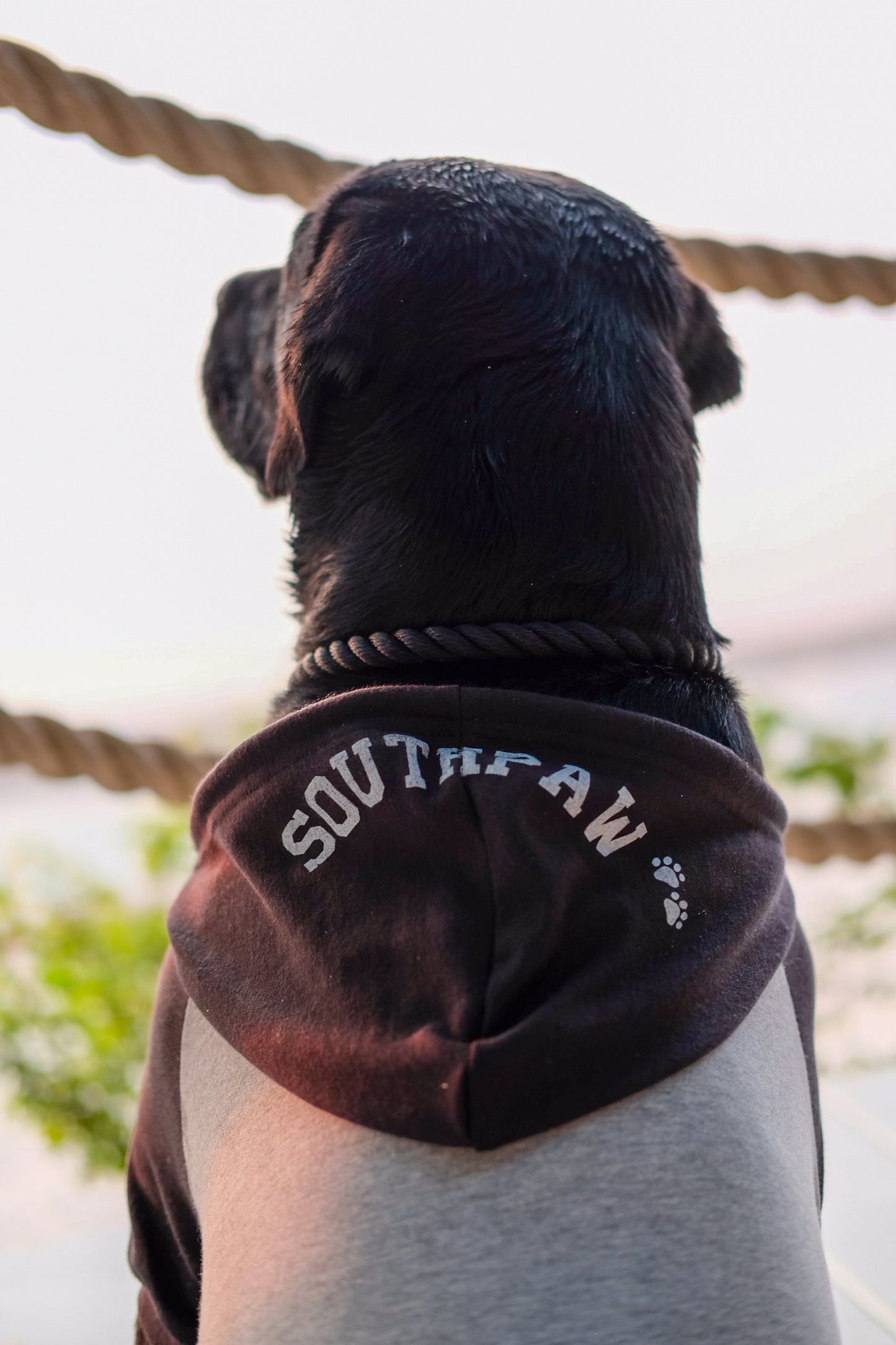 DOG HOODIE SOUTHPAW - HEATHER GREY/BLACK